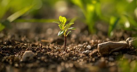 Seedling Emerging from Soil in Springtime, Full of New Growth Potential
