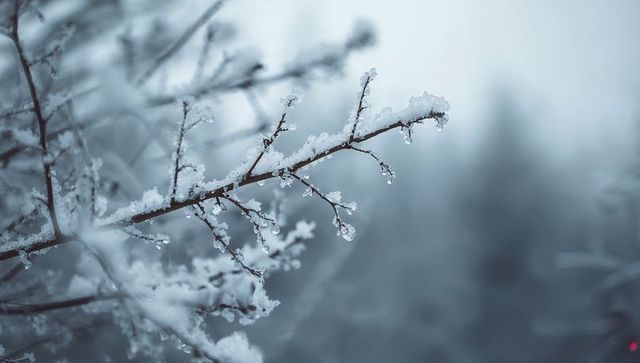 Frost-coated twig glistening with ice crystals and hanging droplets in winter bokeh
