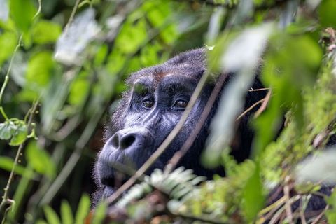 Mountain gorilla peering through rainforest foliage close-up portrait with expressive eyes