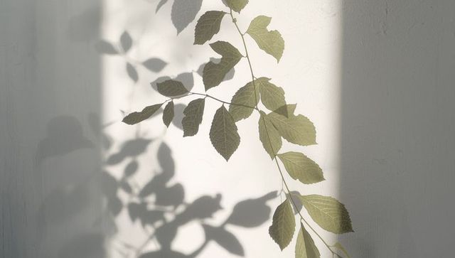 Casting leaf shadows on wall in minimalist ambience