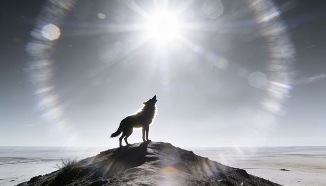 Howling wolf silhouette on rocky ridge with sunburst lens flare and minimalist desert horizon