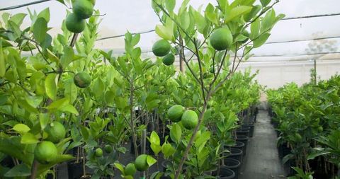 Green Citrus Saplings in Greenhouse with Ripening Fruits