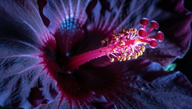 Deep purple hibiscus macro showing velvet petals, glowing stamen and yellow anthers