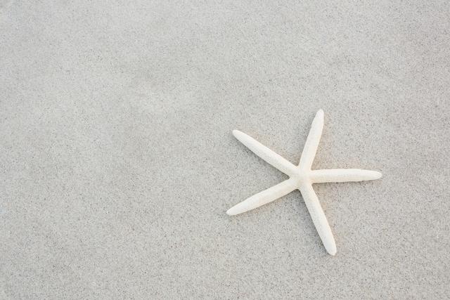 Starfish kept on sand at beach