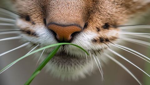 Tabby cat sniffing grass close-up showing pink nose and long white whiskers