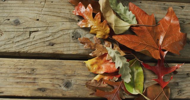 Various colorful autumn leaves arranged on weathered wooden planks. Use for seasonal designs, nature themes, or rustic decor. Great for backgrounds, seasonal greeting cards, or nature blogs.