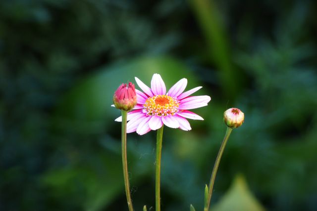 Close-up of a pink daisy with buds in a garden, showcasing nature's vibrant beauty. Ideal for use in gardening websites, nature blogs, floral catalogs, or background images for relaxing and serene designs.