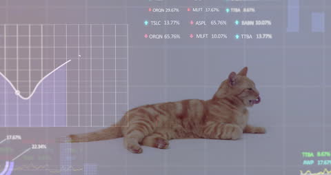 Modern Technology Interacting with Friendly Cat