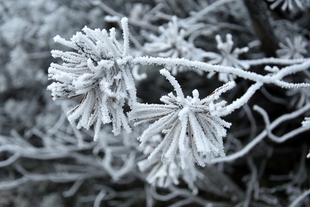 Close-up view of a tree branch covered in frost during winter. The branch and nearby twigs are heavily coated with ice crystals, creating a textured and frosty appearance. Useful for illustrating winter themes, nature scenes, cold weather, seasonal changes, and the beauty of wintertime. Ideal for backgrounds, wallpapers, greeting cards, or seasonal content.