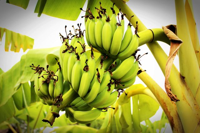 Green bananas growing in a lush tropical environment, surrounded by large banana leaves. Ideal for use in agricultural, botanical, and organic farming contexts or to illustrate concepts related to tropical fruits and farming.