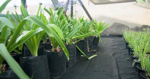 Leafy Greenhouse Plants in Black Grow Bags, Cultivation of Organic Vegetables