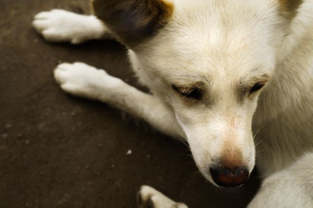 This image captures a serene white dog resting on a ground surface, providing an excellent visual for themes related to pet care, animal behaviors, or rescue shelters. Suitable for veterinary advertisements, animal clinics, or pet-related blog articles.