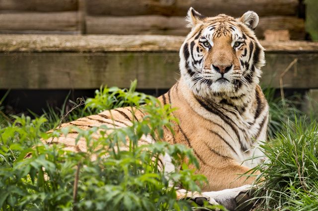 Tiger sitting in relaxed pose among grass and plants in natural surroundings with wooden structure in background. Captivating portrayal of wildlife ideal for use in animal conservation, nature-themed projects, educational materials, and travel advertisements.