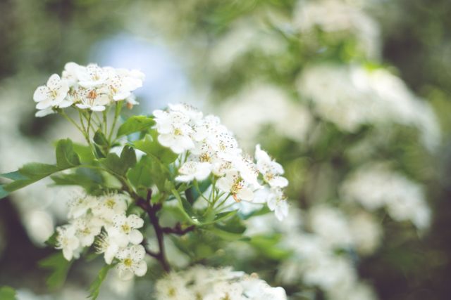 Close-up of blooming white flowers on tree branch in springtime - Download Free Stock Photos Pikwizard.com