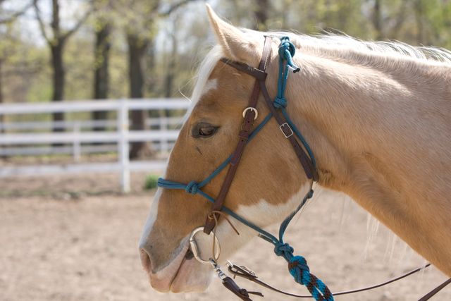 Palomino horse wearing bridle in an outdoor paddock during daytime. This image captures the calm demeanor of the horse and is ideal for use in equestrian publications, nature magazines, and agricultural content.