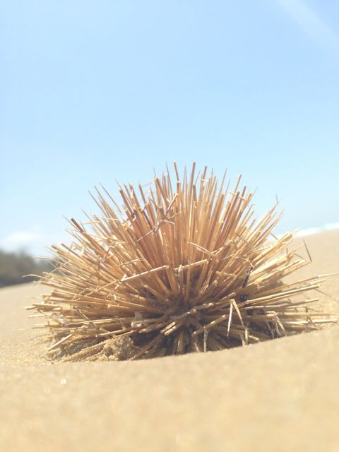 Sea urchin Echinoderm Cactus - Download Free Stock Photos Pikwizard.com