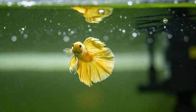 Golden betta swimming face-forward with flowing fins and surface reflection