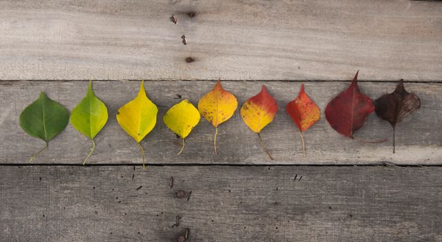 This image highlights the natural progression of autumn leaves changing colors from green to brown, beautifully arranged on a rustic wooden background. Ideal for use in educational materials about plant life cycles, nature-themed blog posts, environmental campaigns, seasonal greeting cards, and décor for fall-related events.
