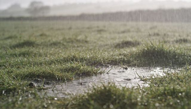 Rainfall on dewy meadow with shallow puddles and rippling water near hedgerow