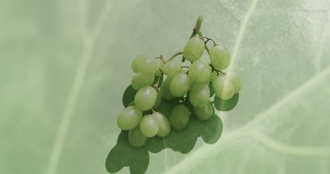 Fresh White Grapes on Serene Green Leaf Background