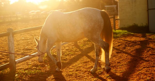 Horse Grazing at Sunset in the Countryside - Download Free Stock Images Pikwizard.com