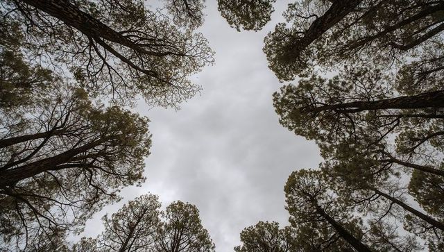 Looking up through pine canopy ring toward moody gray sky radial woodland perspective