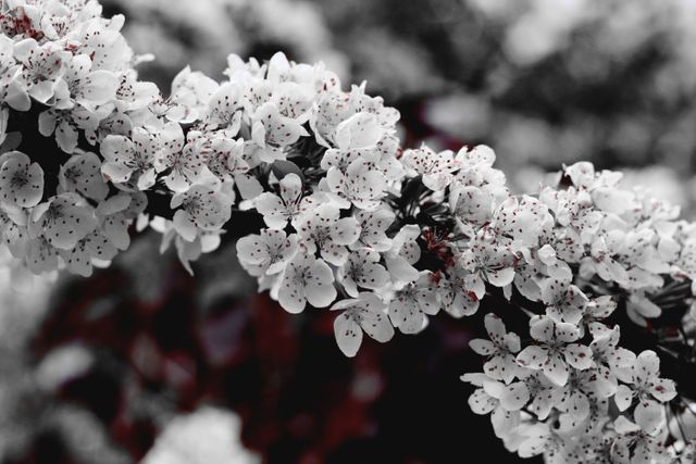 Closeup of Cherry Blossom Branch in Full Bloom - Download Free Stock Photos Pikwizard.com