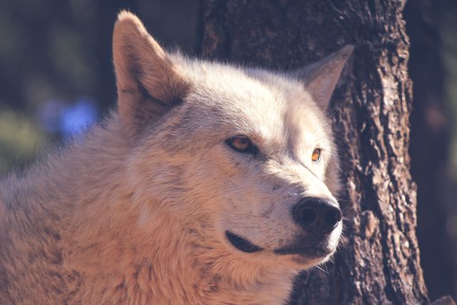 Photo featuring a close-up of an Alaskan Malamute with a tree trunk background in a forest setting. Suitable for use in articles, blogs, and marketing materials related to pets, wildlife, nature, dog breeds, and outdoor activities.