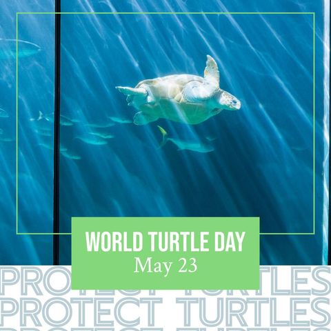 underwater sea turtle highlighting world turtle day awareness - Download Free Stock Templates Pikwizard.com
