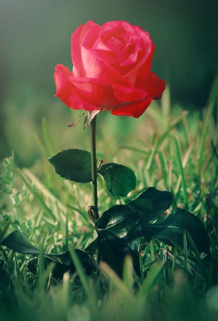 Vibrant Red Rose in Green Grass on Sunny Day - Download Free Stock Photos Pikwizard.com