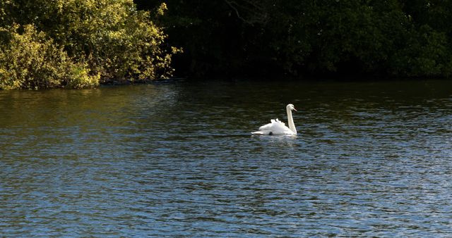 Graceful swan swimming across water on a sunny day