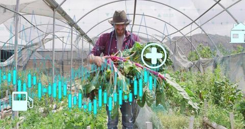 Urban farmer harvesting rainbow chard inside high-tunnel greenhouse with agritech overlays