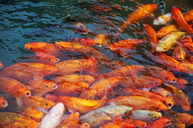 Vibrant Koi Fish Swimming in a Pond - Download Free Stock Photos Pikwizard.com