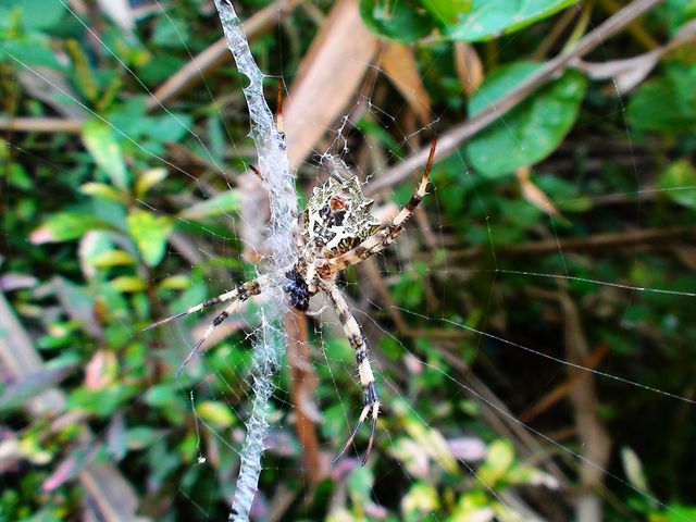Spider Weaving Web in Lush Greenery - Download Free Stock Photos Pikwizard.com