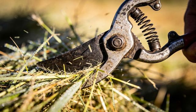 Cutting rusty pruners slicing dew-covered grass hand gripping secateurs closeup