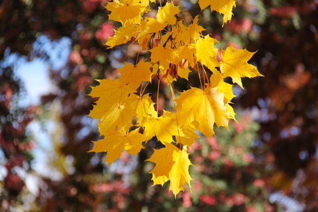 View of yellow autumn leaves hanging against blurred background. Autumn season concept 