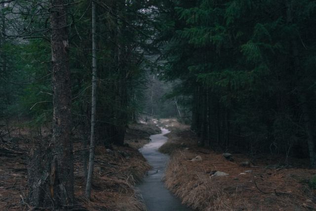 Serene Forest Stream Flowing Through Coniferous Trees - Download Free Stock Photos Pikwizard.com