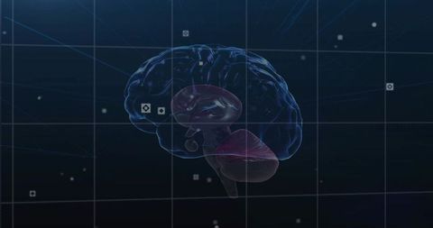 3D Brain Visualization with Highlighted Cerebellum in Digital Laboratory