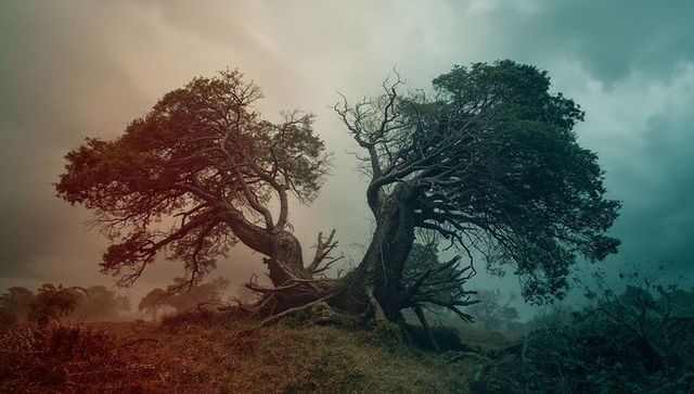 Gnarled ancient trees in misty moorland landscape