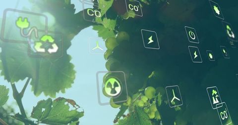 Digital Technology Icons Over Vineyard Grapes