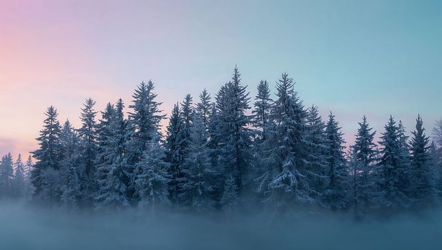 Snowy Evergreens and Morning Mist Across Frosted Conifer Forest Pastel Dawn Sky Soft Glow