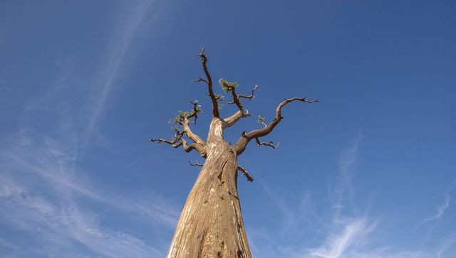 Solitary ancient twisted juniper reaching into clear blue sky with gnarled branches, weathered bark