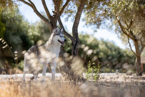 Siberian husky standing in sunlit meadow