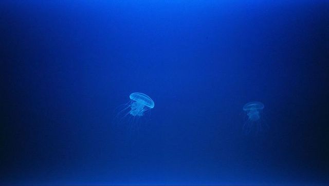 Bioluminescent Jellyfish Floating in Deep Blue Ocean