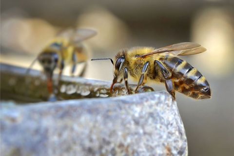 Close-Up of Bees Drinking Water on Stone Surface