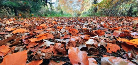 Autumn Forest Path Covered in Vibrant Fallen Leaves