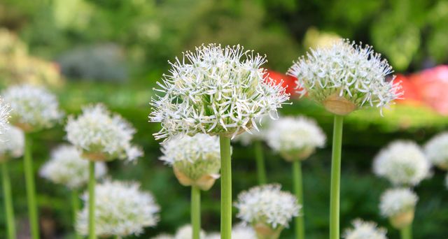 Close-up view of white allium flowers blooming against green garden background. Ideal for nature-themed designs, gardening articles, springtime promotions, and floral decor elements.