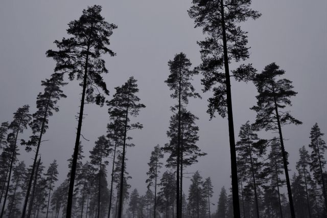 Tall pine trees shrouded in mist during dusk, creating an eerie and atmospheric mood. Perfect for themes of nature, tranquility, mystery, and weather. Usable in environmental blogs, nature-related advertising, and mood-setting backdrops.