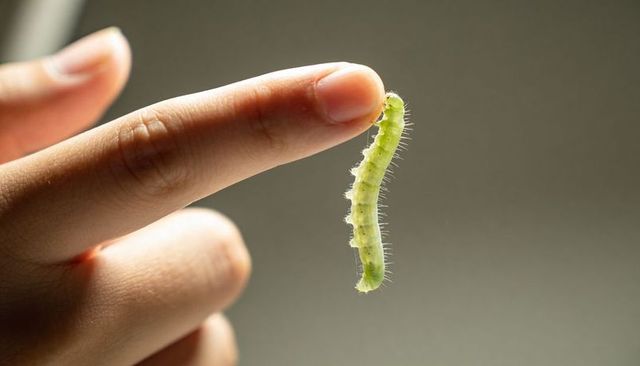 Holding fingertip with pale green caterpillar clinging vertically macro close-up