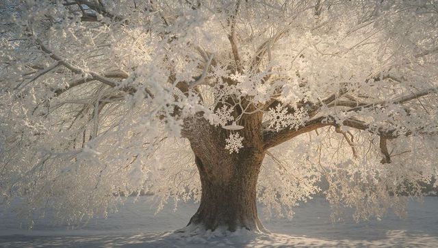 Majestic frosted tree illuminated by winter sun